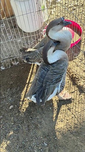Raising Geese in a Backyard Pen | Farm Life Moments