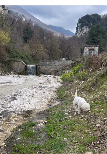 Springtime Adventures with Lagotto Romagnolo