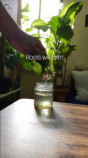 Zz plant propagation 🍀. #plants