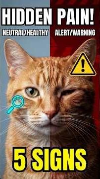 5 Silent Signs Your Senior Cat Is In Pain 😿