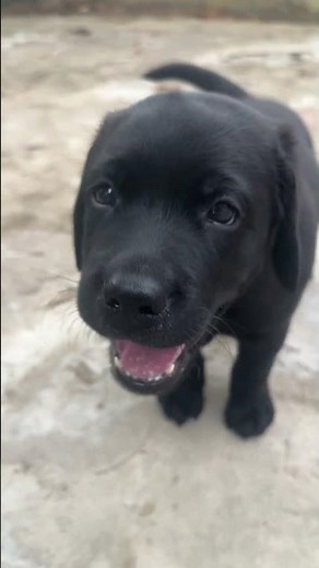 labrador puppy crying loudly for the first time | emotional dog video# labradorpuppy #cryingpuppy