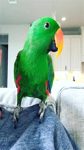 2.4K views · 71 reactions | Trick Training How to teach your bird to wave . . . . . #gideon #eclectus #eclectusparrot #eclectusparrots #eclectusofinstagram #ekkie #ekkiesofinstagram #parrot #parrots #parrotsofinstagram #bird | Lawson Oneal | Facebook