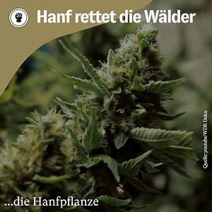 201K views · 877 reactions | 1 Hektar Cannabis kann 120 Hektar Baumbestand für die Papierindustrie ersetzen.  Improve | Improve | Facebook