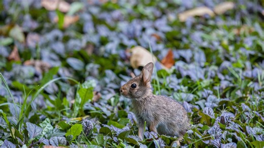 5.6K views · 76 reactions | It's Rabbit Awareness Week  We have admitted more than 1200 Eastern Cottontail Rabbit orphans this year! Thank you to our partners at COSI - Center of Science and Industry - for supporting the care of our wildlife rabbit patients and helping them return to the wild. | Ohio Wildlife Center | Facebook