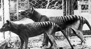 There have been eight sightings of the 'extinct' Tasmanian Tiger