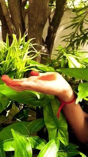 Pataka Hasta Mudra | Single-Hand Gesture | Classical Dance Mudras