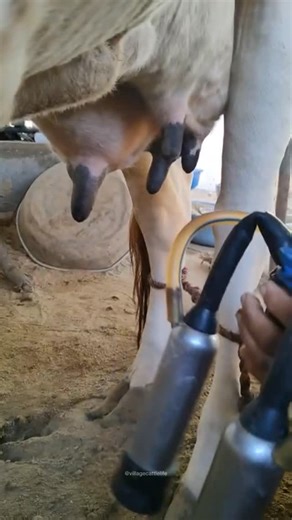 Dairy farm 🐄🌴 on Instagram: "cow milking machine air problem 🤯🐄 #cowmilkingmachine #dairyfarming #villagelife #milkingmachine #villagefarming #farmlife #reelsindia #CoW #reel"