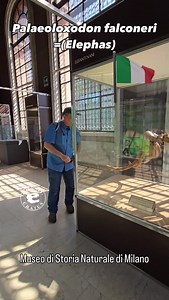 2.4K views · 1.2K reactions | Palaeoloxodon or Elephas falconeri? I...