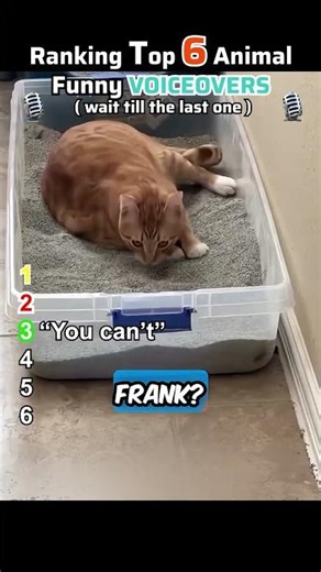 🐾🎤 Ranking Funny Cat Voiceovers | If Cats Could Talk 😂