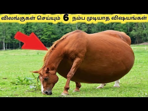 வித்தியாசமான விலங்குகள் || Six Amazing Animal Facts || Tamil Info Share
