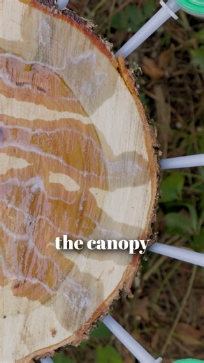 Systemic Tree Injection: A Cleaner, Smarter Way to Protect Trees