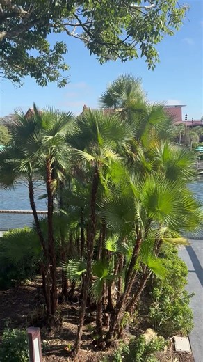 Disney room view #disney #polynesianresort #florida #vacation #pleasesubscribe