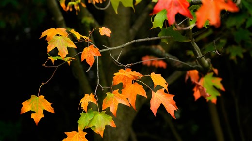 Is today the first day of fall? Here's what to know about autumnal equinox in Texas