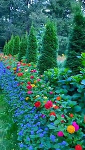 Here’s my garden in the driveway. You can watch the video ‘till the end. I planted zinnias and ageratum alongside the arborvitae. You can also do this to your driveway; outside the picket fence or at the border of your dahlia garden. You can add shorter plants like marigolds, impatiens or black-eyed susan. I direct sowed my seeds outside in spring by sprinkling the tiny seeds on the ground and cover with little soil. The soil is fertile with compost and manure. No chemical fertilizer added. You 