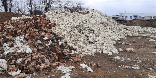 Four Million Dead Chickens Tell Grim Story of Ukrainian Farm