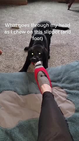 Barkley clearly enjoys slippers. What does your dog enjoy chewing on? #blacklabrador #fyp #DoritosTriangleTryout #barkley