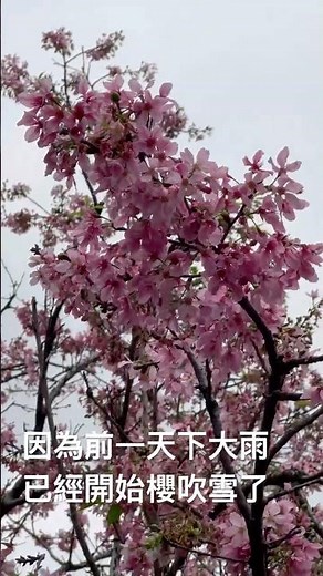 土城希望之河 2026/3/18即時花況