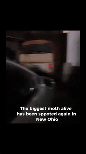 terrified vids on Instagram: "Some moth species grow so large they’re often mistaken for birds or even bats when they fly at night. The Atlas moth can reach a wingspan of nearly 10 inches, while the White Witch moth has been recorded at over 11 inches across, making it one of the largest insects on Earth by wing area. Seeing one up close can be genuinely unsettling if you’re not expecting it. Unlike butterflies, many giant moths are nocturnal and rely on camouflage, eye-like markings, or sheer s
