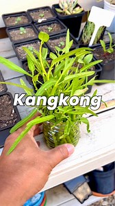 Planting some store-bought kangkong stalks. I find the easiest and fastest way to grow kangkong (or water spinach) #gardening #vegetablegardening #raisedbedgardening #fyp #reelsviral #kangkong | Deo N A Valenzuela