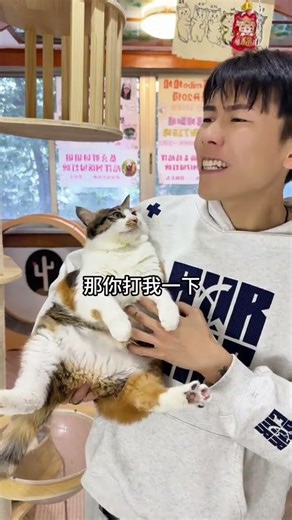 Cute Kitten's Mini Paws, Massive Strength