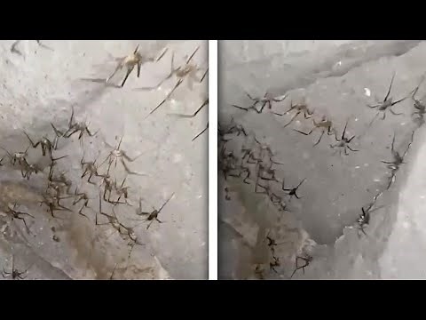 CREEPY CLUSTER OF SPIDERS FOUND IN CAVE!