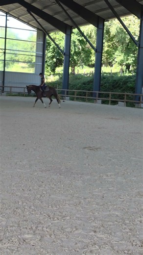 Cheval à vendre - Jument welsh cob - equirodi.com