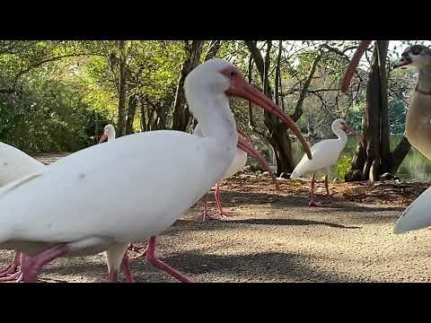 American White Ibis
