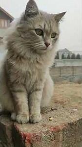 she is fluffy... and she is very cute##