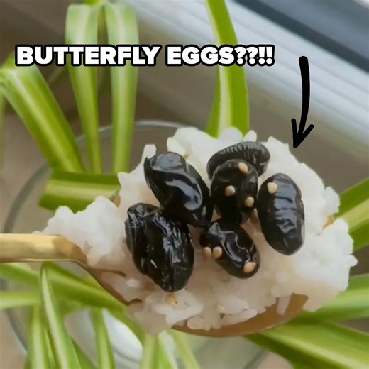 98K views · 231 reactions | Gloria (https://www.instagram.com/gleetz/) shows us how to make yummy Korean dishes! | Tasty | Facebook