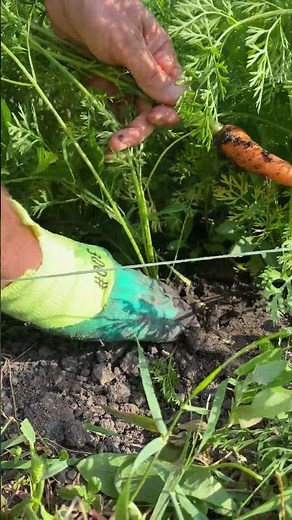 How to Harvest Carrots the Right Way | Easy Tips for Pulling Out Carrots Without Damage