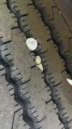 🚗 Tires Losing Their Grip? Give Them New Life with Tire Reviver X! 🔧 Don’t let hidden stone damage or uneven wear compromise your safety. Restore smooth performance in minutes. ✨ Why drivers trust Tire Reviver X: ✔️ Removes trapped stones & debris for a safer, more comfortable ride ✔️ Extends tire lifespan—save money on replacements ✔️ Built from durable, rust-resistant stainless steel ✔️ Ergonomic, non-slip handle for effortless use 🎁 Limited-Time Offer – While Supplies Last! 🚚 Cash on Deli