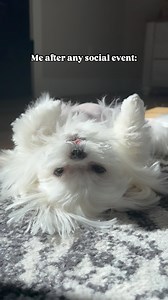 Do not disturb🥱😅 • • #dog #dogs #doggo #doglover #cute #cutedog #pup #puppy #dogsofinstagram #dogsofig #dogsofinsta #maltese #funny ##doglife | Cocothemaltesedog