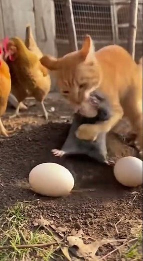😳🥚Weasel vs Cat: Underground Ambush In Chicken Coop Ends In Fierce Fight#animals #catattack #weasel