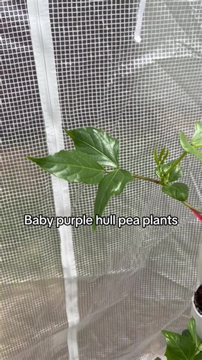 These are some Purple Hull Pea Plant seedlings growing on our Vertical Farms 🫘