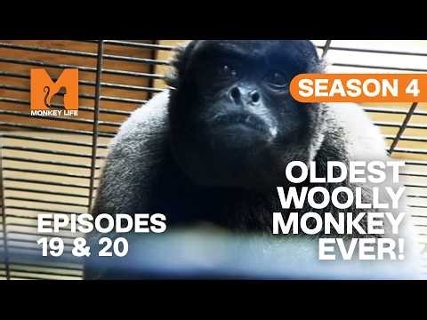 Meet the World's OLDEST Woolly Monkey EVER | Monkey Life Season 4 Episodes 19 & 20 | Monkey Life