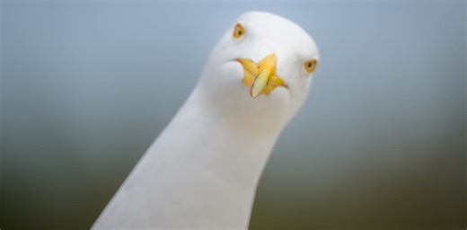 Yes, shouting at seagulls actually works, scientists confirm