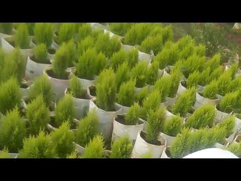 #LIVE#BK RADIO LIVE BY TARUS