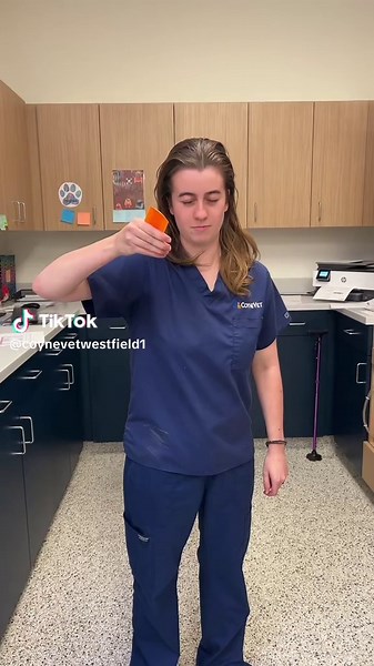 Effective Solutions for Itchy Pets from Fleas