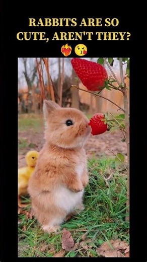 Rabbits are so cute, aren't they?❤️‍🔥 #animalshorts #entertaininganimals #funnyanimal #funny #animal