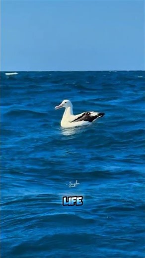 Wandering Albatross! Soaring without rest #shorts #animal #wildanimals