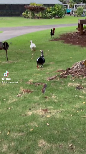 Liz Edwards (@lizedwards45)’s videos with original sound - Liz Edwards