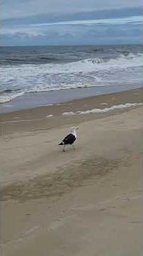 🇺🇸 Can You Hear the Ocean? A Seagull's Walk 🌊