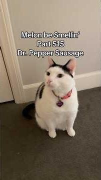 Melon be Smellin’ Part 515 😤🤢 #cat #shorts #fyp #food