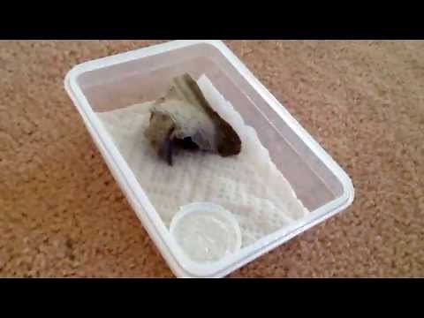 Baby Toad How To (care and habitat setup)