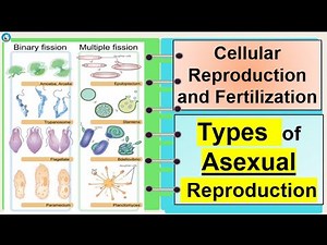 Science 7- Types of Asexual Reproduction