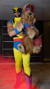 7.3M views · 77K reactions | None of the Dogpool costumes fit him, so I had to use a teen sized Deadpool costume. #deadpoolwolverine #dogcostume #dogdad | Brodie That Dood | Facebook