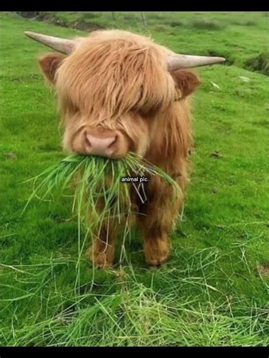 Lolololol (the pancake one is from Pinterest cuz I don’t have any more food photos 😞) #loveyourself