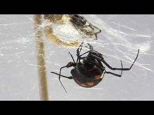 The role of body size and personality in male mating success - Mediterranean black widow
