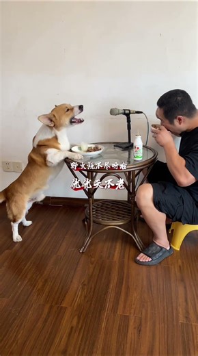 This dog's singing is really appetizing. #pets #cute #cutedog #dog #animals #comedy #sing
