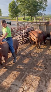 806K views · 8.1K reactions | A.I. No, not that AI. Artificial Insemination. A critical aspect to making sure our farm makes progress in the development of our herd and making the next generation of pigs better than the last. Here is a video on the process and a bit on the reasons we chose this method for breeding sows. | Yoder Family Farms Duroc Pork | Facebook